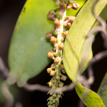 Image of Robiquetia spathulata (Blume) J. J. Sm.