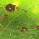 Image of <i>Ramularia helminthiae</i>