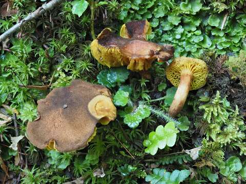 Phylloporus pelletieri (Lév.) Quél. 1888的圖片