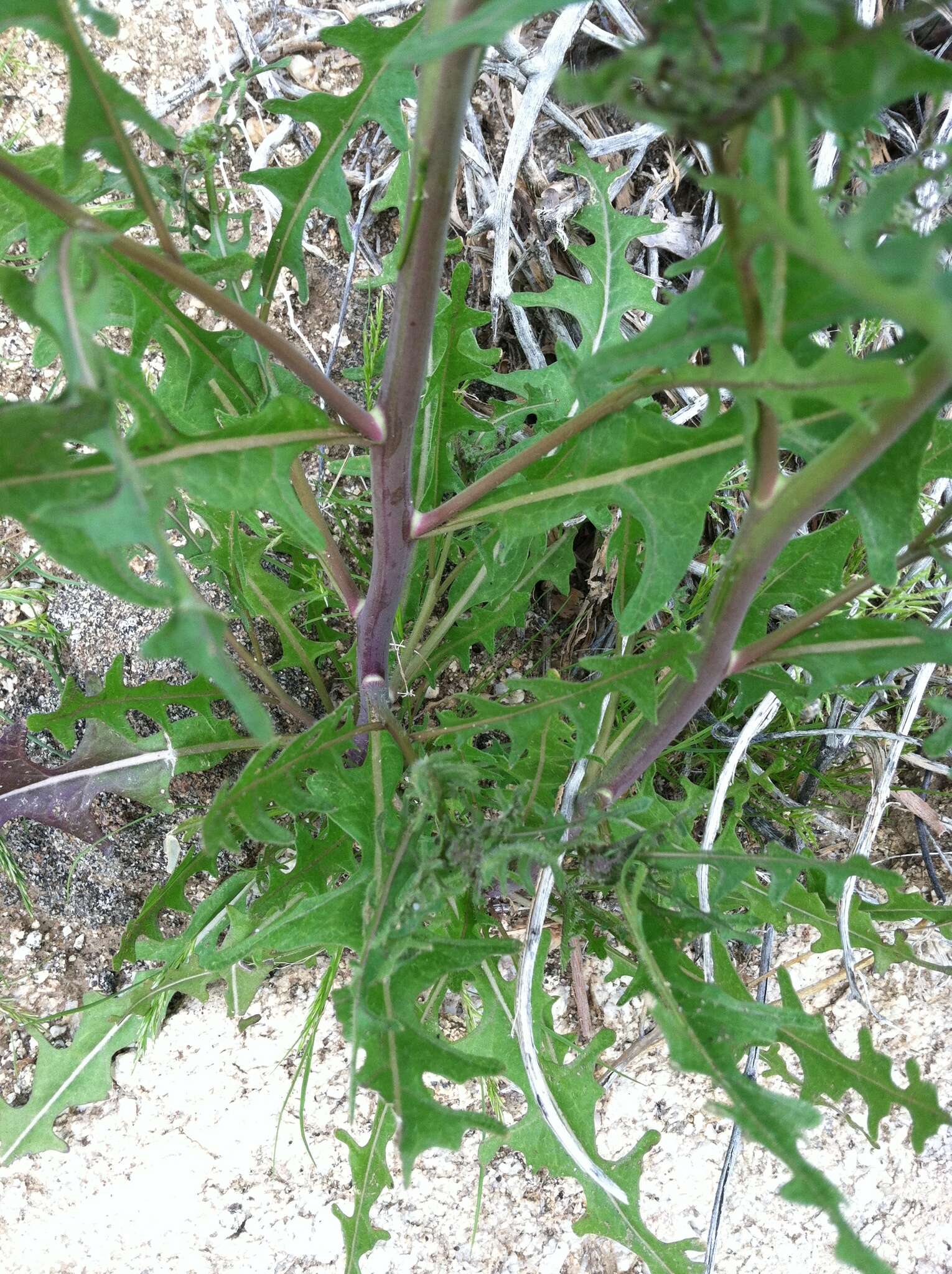 Image of California mustard