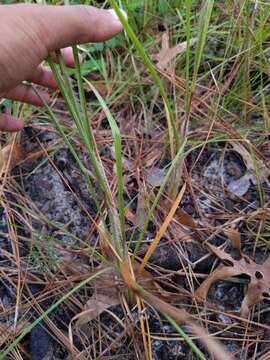 Imagem de Schizachyrium stoloniferum Nash