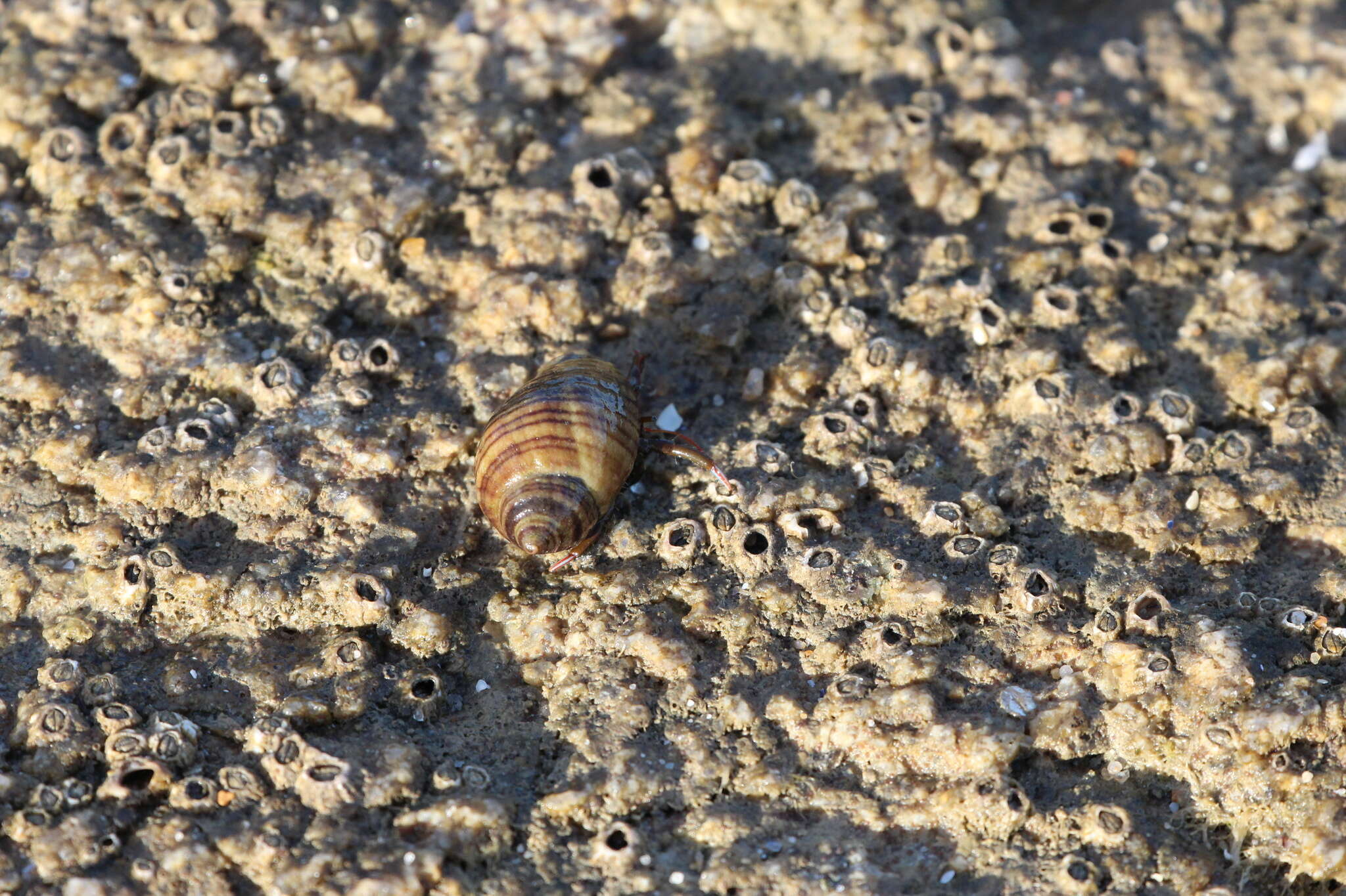 Image of Mediterranean intertidal hermit crab