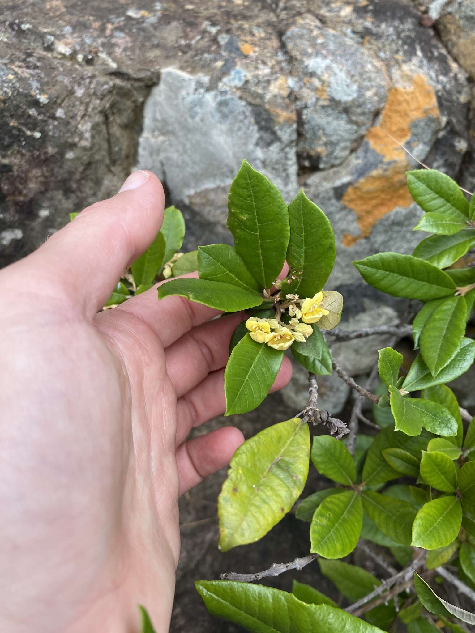 Image of Bowkeria citrina Thode