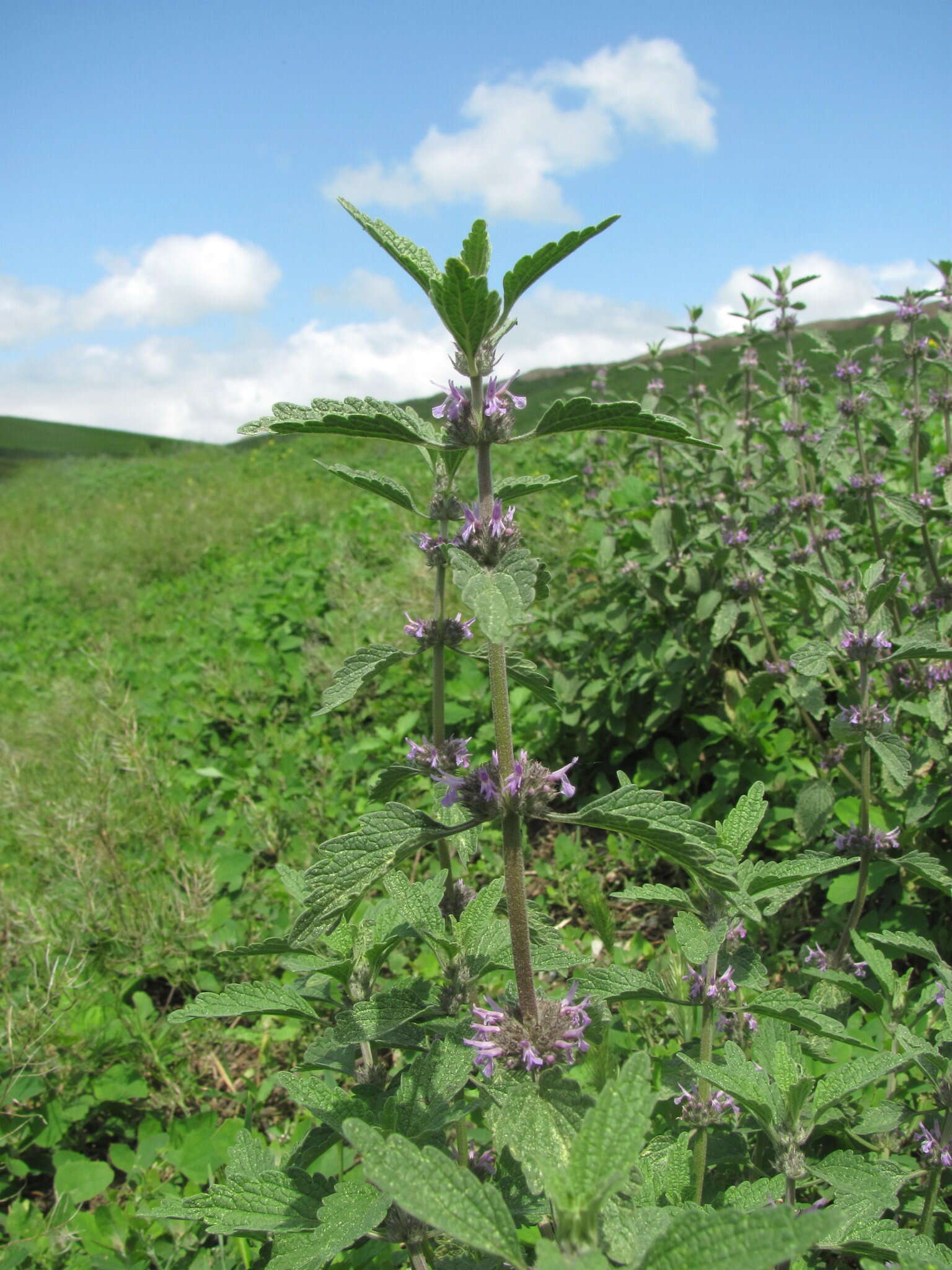 Marrubium leonuroides Desr.的圖片