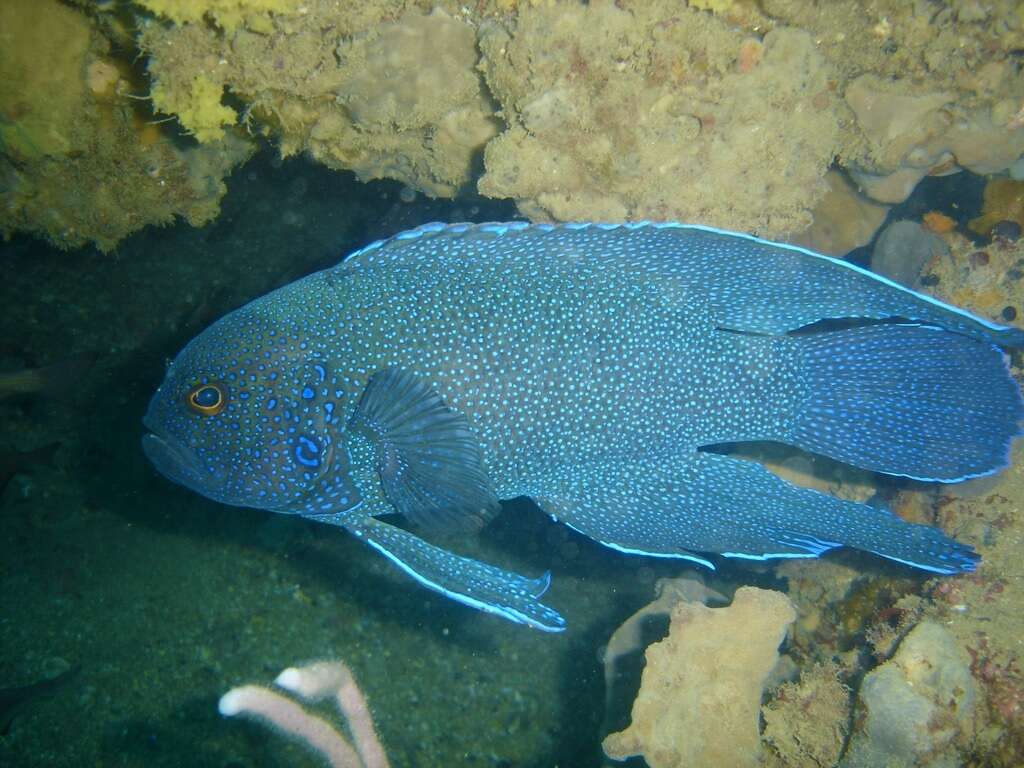 Paraplesiops meleagris (Peters 1869) resmi