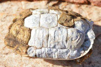 Image of Speckled tortoise