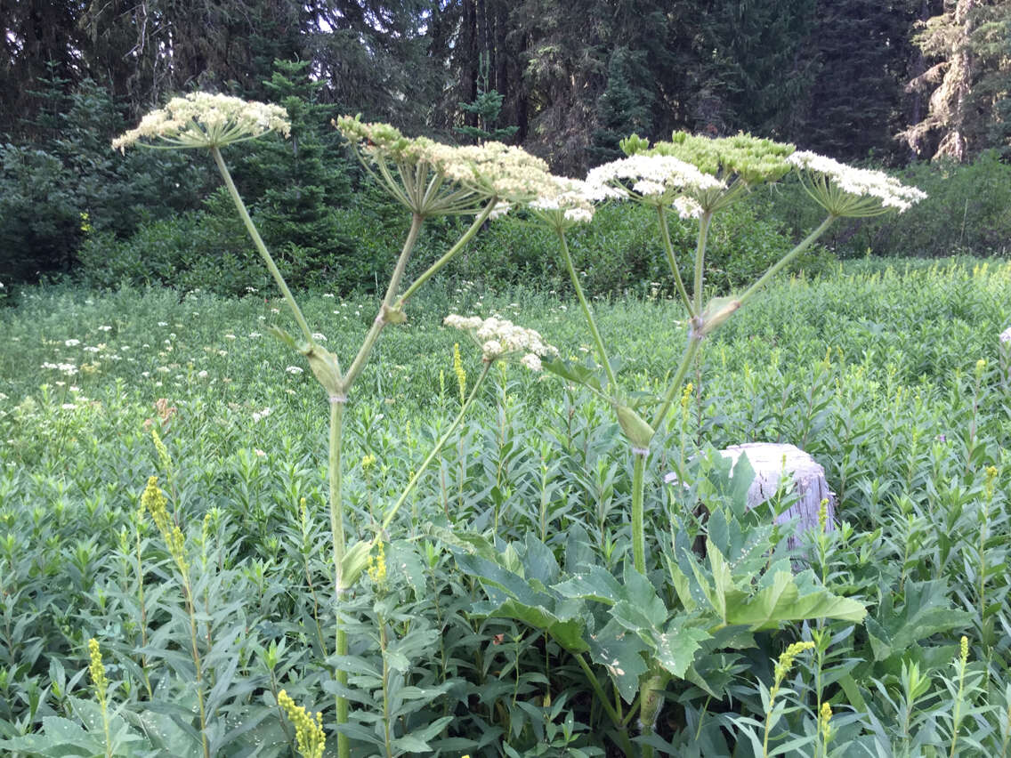 Plancia ëd Heracleum sphondylium subsp. montanum (Schleicher ex Gaudin) Briq.