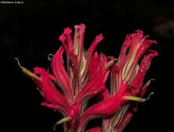 Image of Castilleja spiranthoides Standley