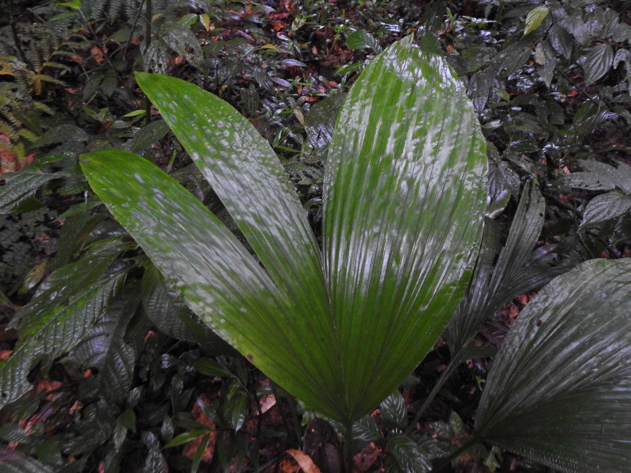 Image of Asplundia brachyphylla Harling