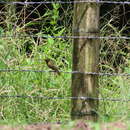 Image of Common Yellow-faced Grassquit