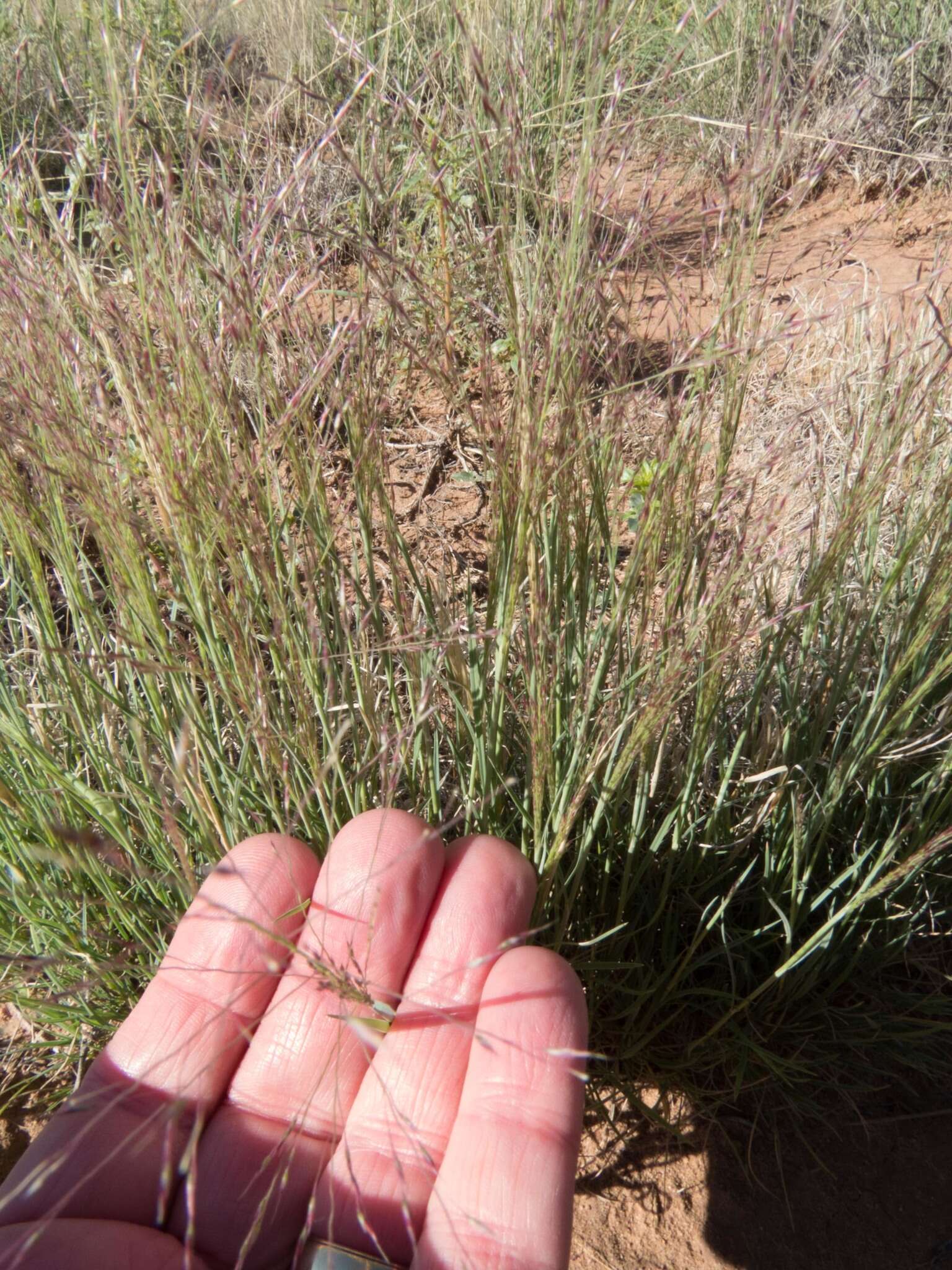 Image of ring muhly