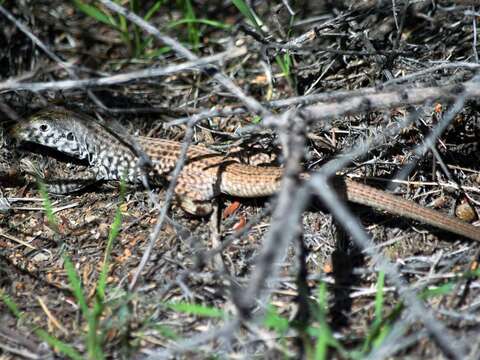 Image of Aspidoscelis tigris tigris (Baird & Girard 1852)