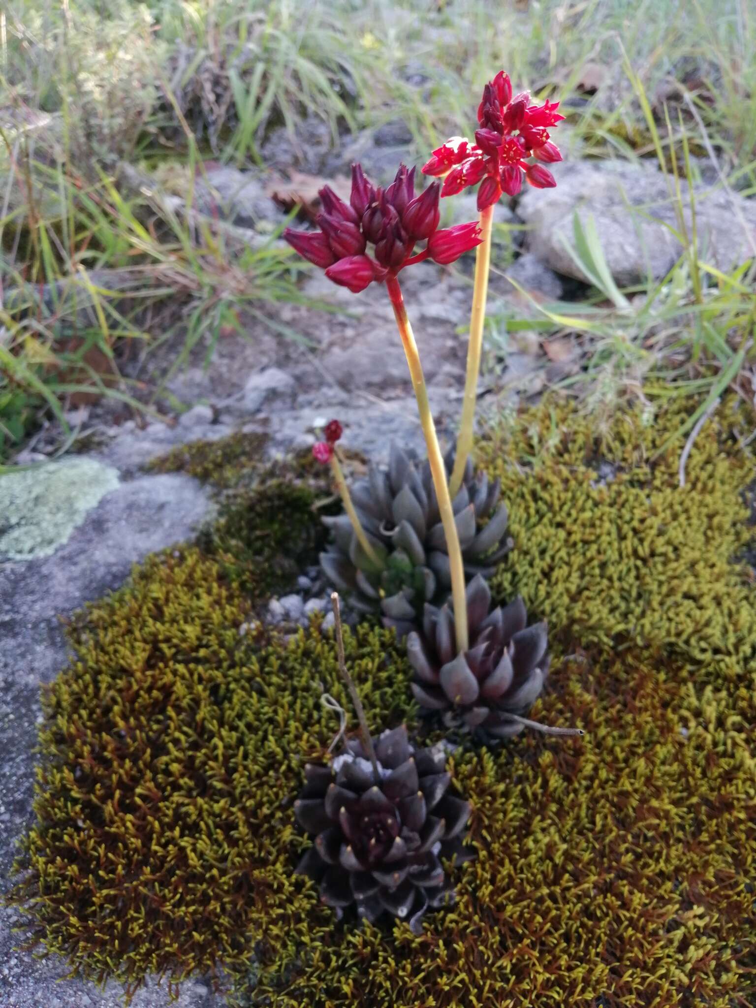 Image of Echeveria affinis Walther