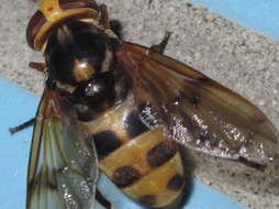 Image of Volucella nigropicta Portschinsky 1883