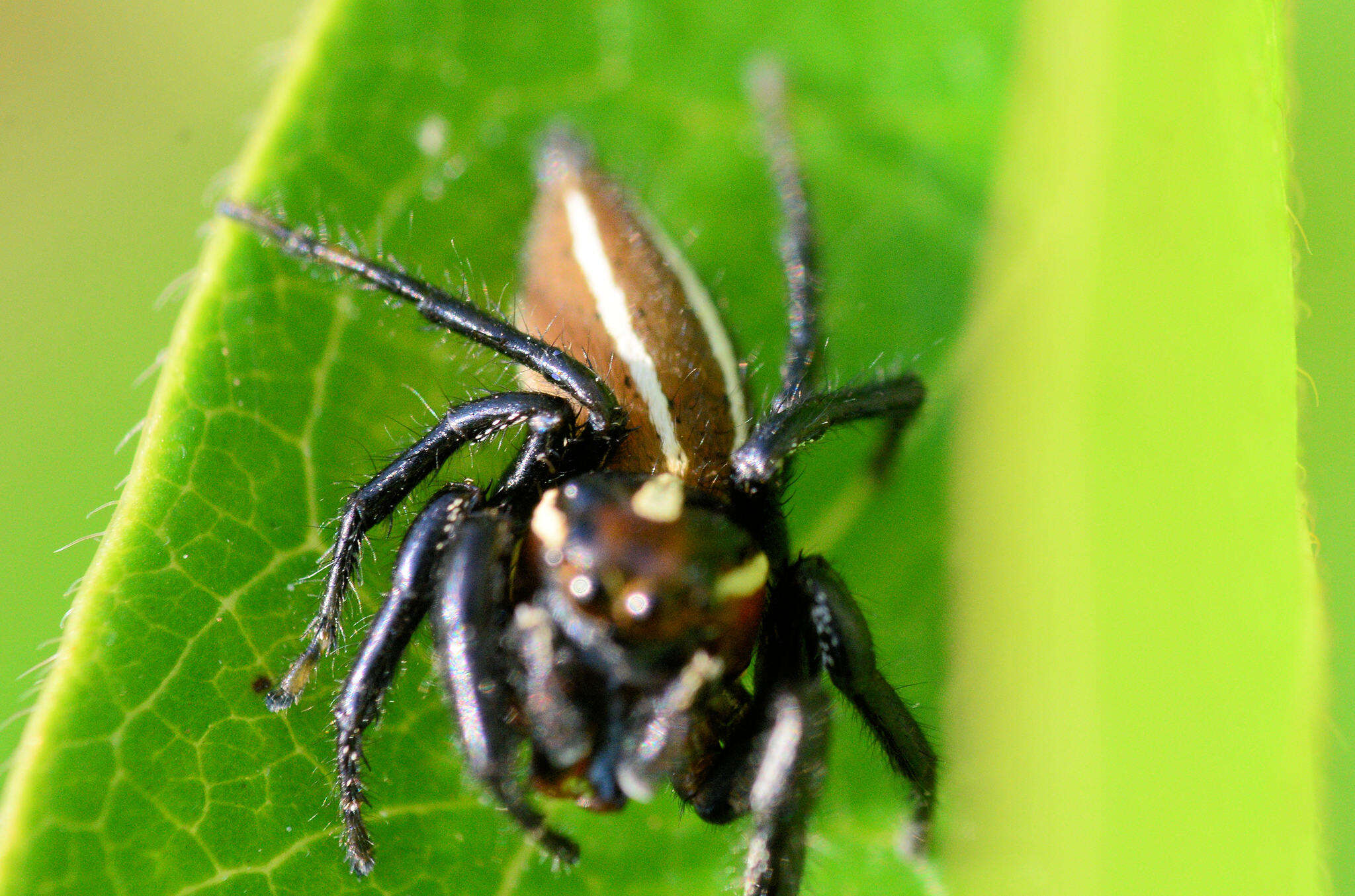 Image of Colonus puerperus (Hentz 1846)