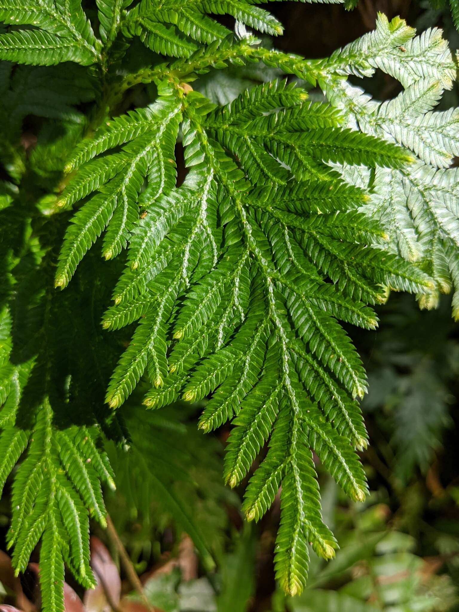 Image of Asian spikemoss