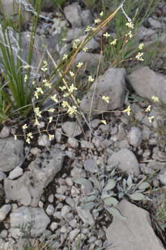 Image of Havard's buckwheat