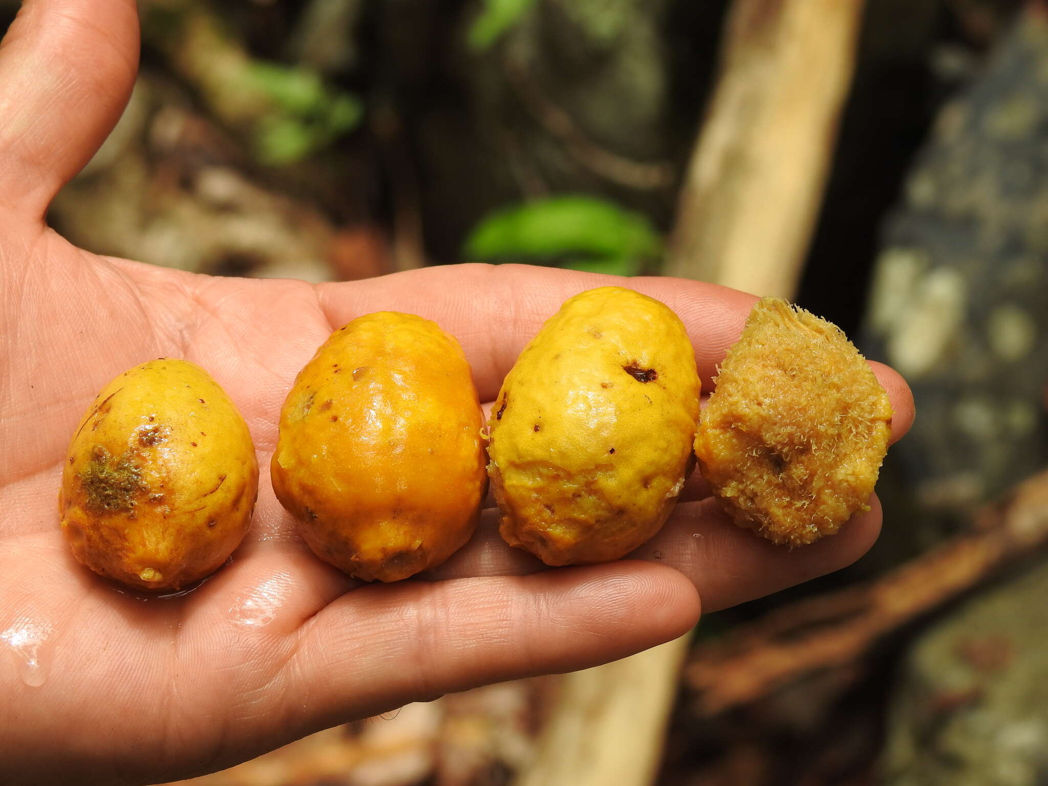 Image de Couepia polyandra (Kunth.) Rose