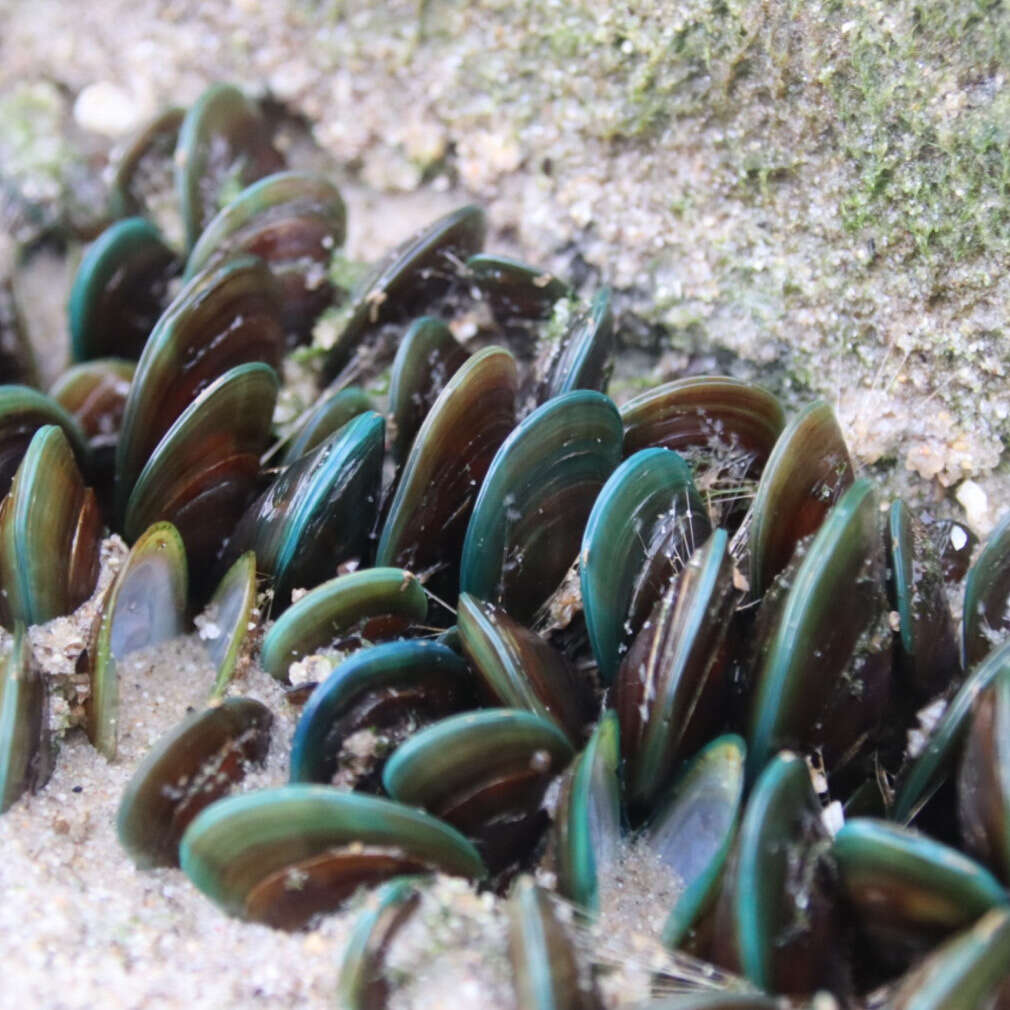 Image of Green mussel