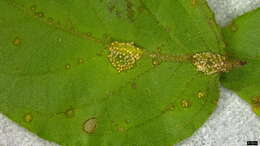 Puccinia kusanoi Dietel 1899的圖片