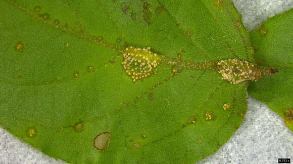 Image of Puccinia kusanoi Dietel 1899