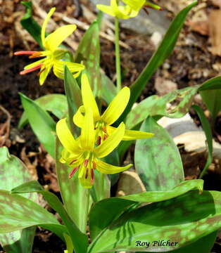 Imagem de Erythronium americanum Ker Gawl.