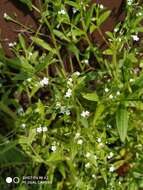 Image of Myosotis sparsiflora Pohl