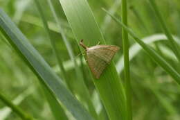 Polypogon tentacularia Linnaeus 1758的圖片