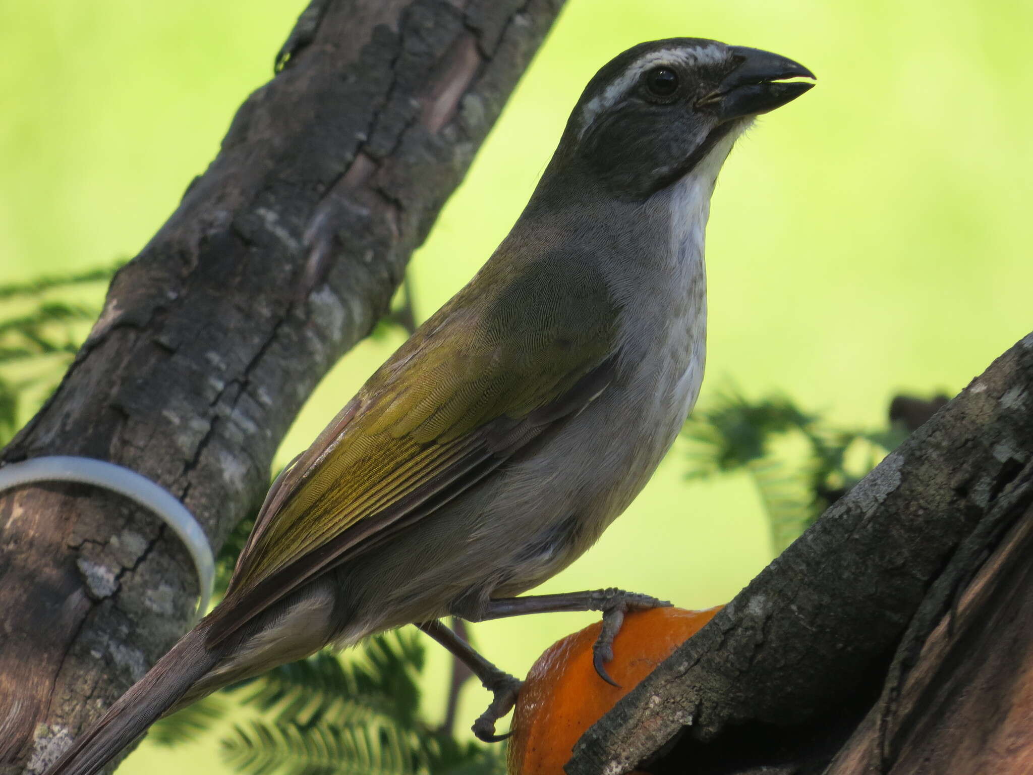 Imagem de Saltator similis d'Orbigny & Lafresnaye 1837