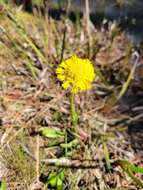 صورة Helenium vernale Walt.