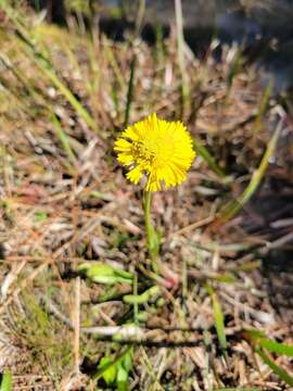 Image of Savannah Sneezeweed