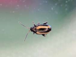 Image of Turnip flea beetle