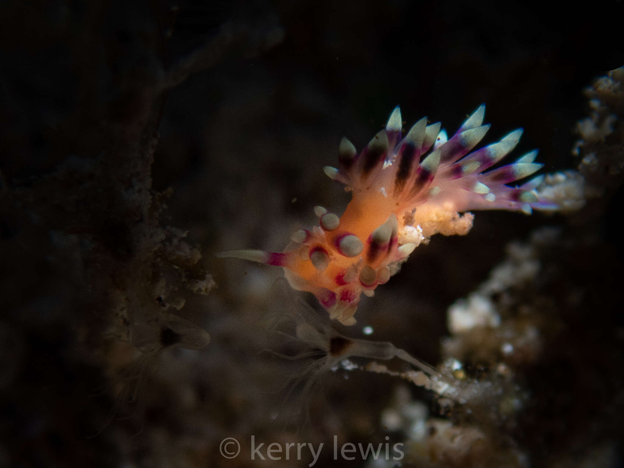 Image of Coryphellina marcusorum (Gosliner & Kuzirian 1990)