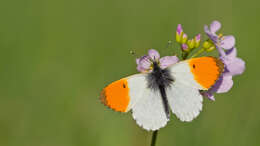 Image of orange tip