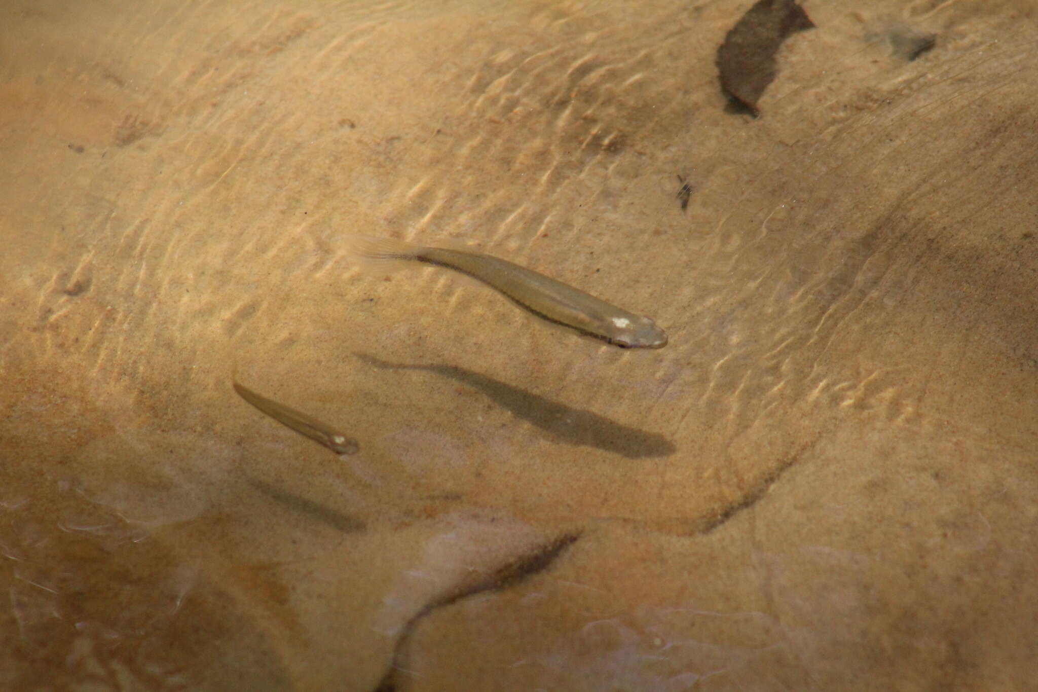 Image of Blackstripe Topminnow