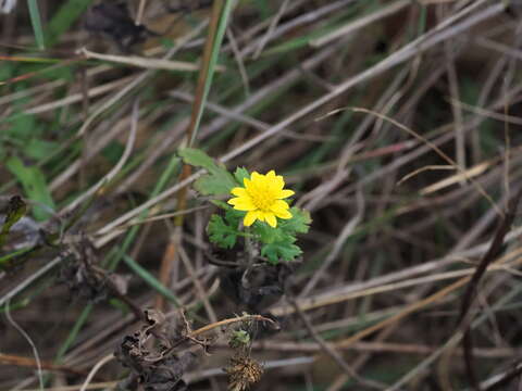 Image of Chrysanthemum lavandulifolium var. tomentellum Hand.-Mazz.