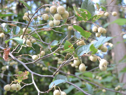 Image of Styrax faberi Perkins