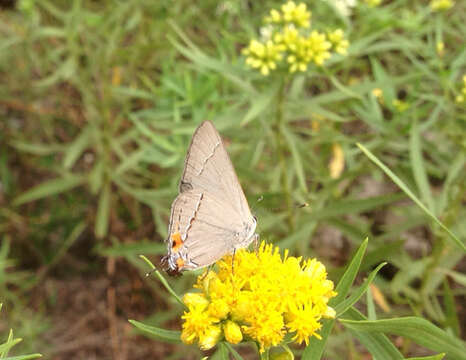 Image of Gray Hairstreak