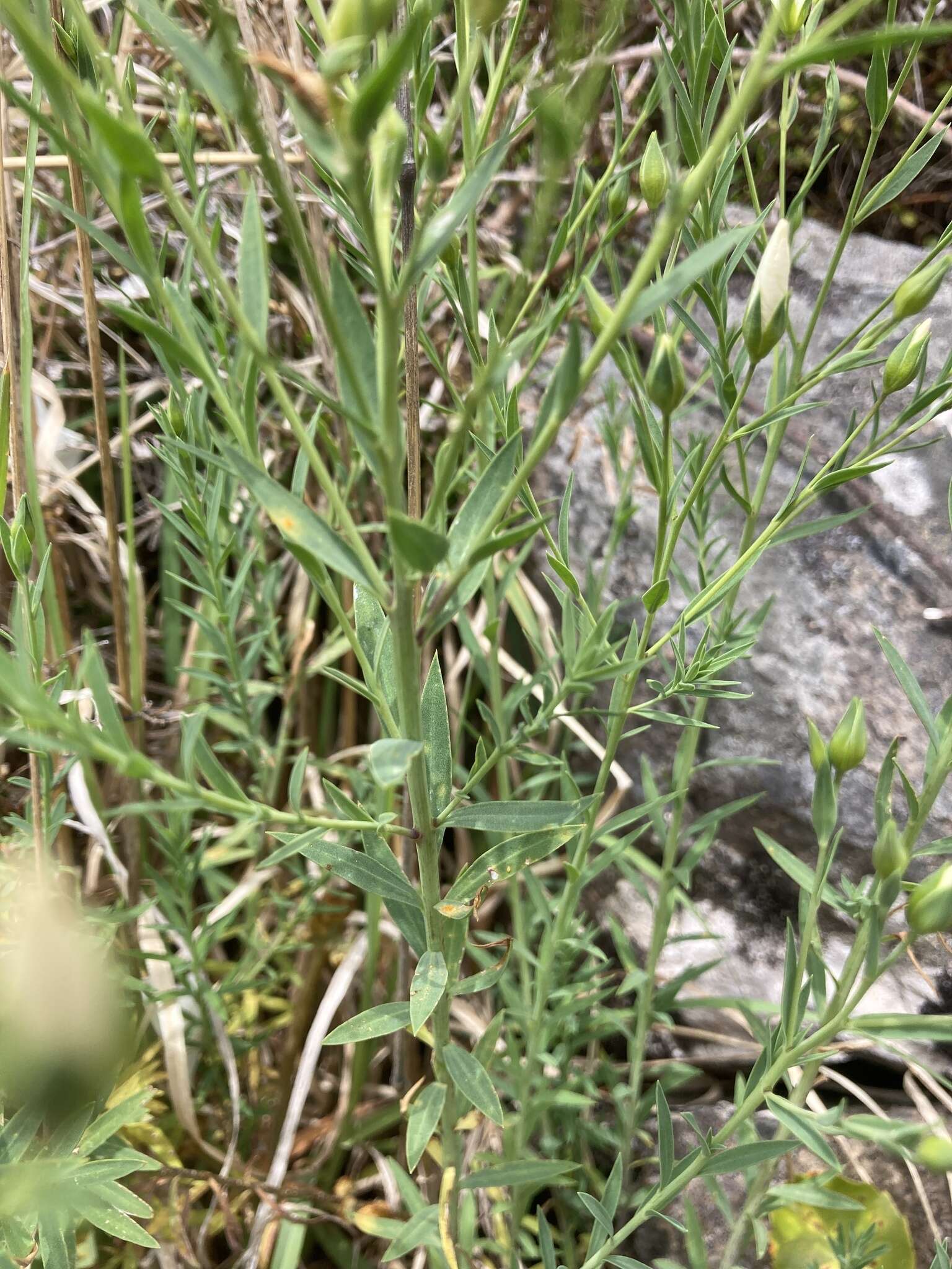 Image of Melampsora lini (Ehrenb.) Thüm. 1878