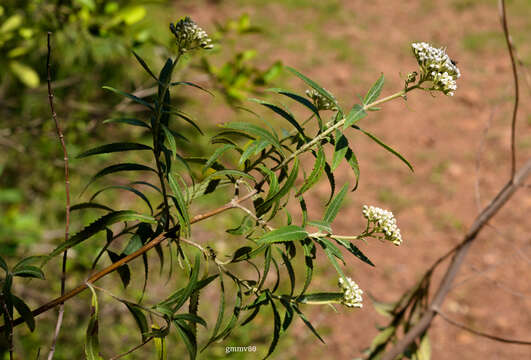 Image of Grazielia intermedia (DC.) R. King & H. Rob.