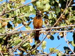 Sivun Emberiza tahapisi nivenorum (Winterbottom 1965) kuva