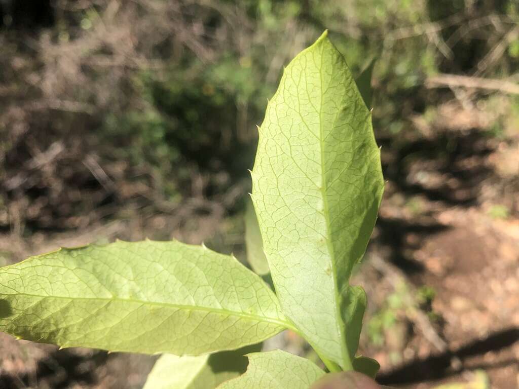 Image of Denhamia bilocularis (F. Müll.) M. P. Simmons