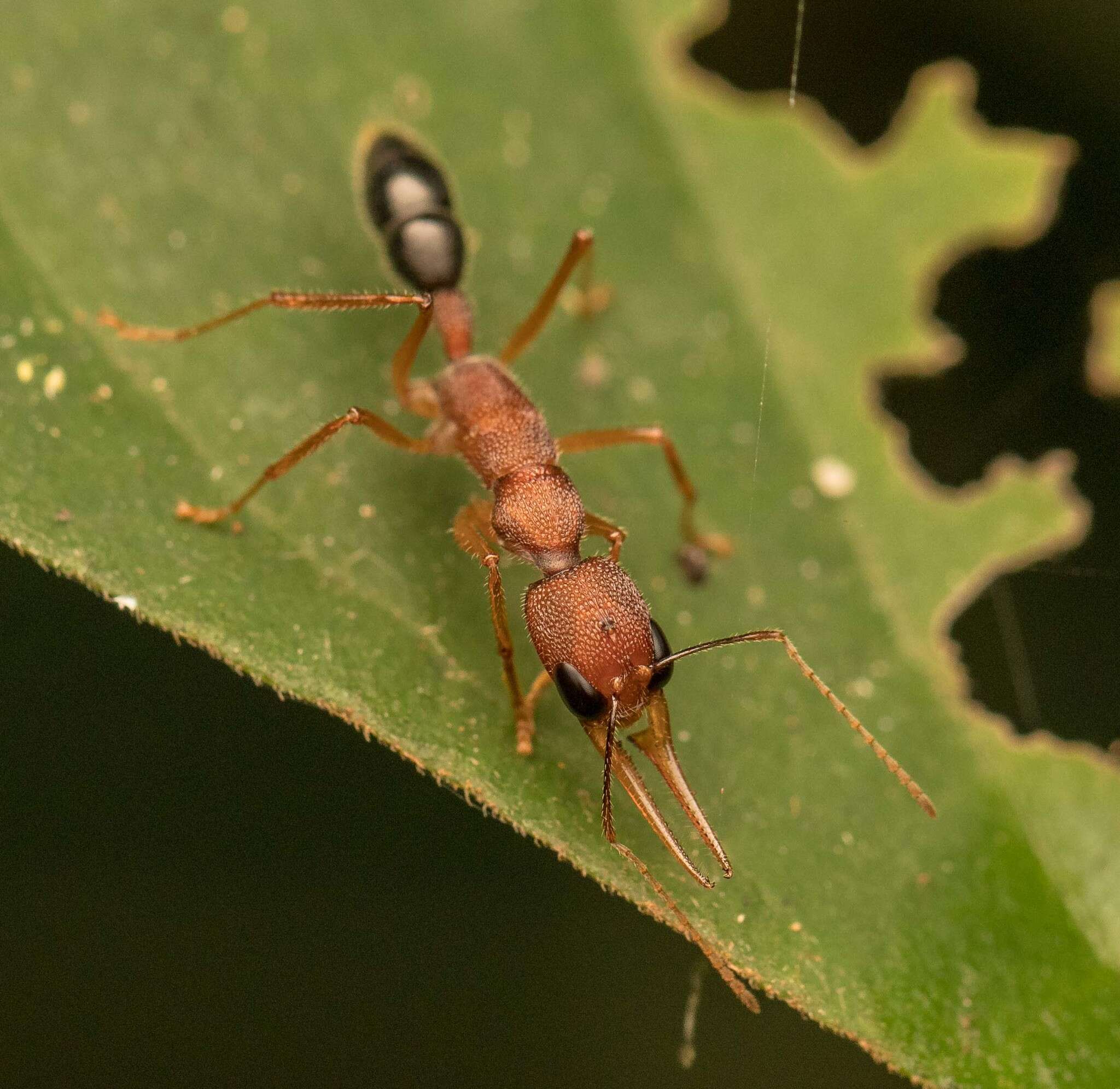 Image of Harpegnathos saltator (Jerdon 1851)