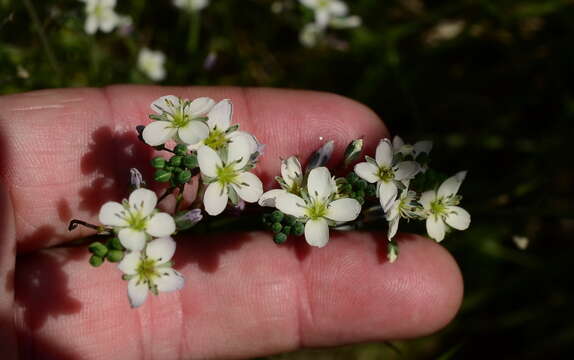 Image de Heliophila acuminata (Eckl. & Zeyh.) Steud.