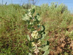 Imagem de Asclepias arenaria Torr.