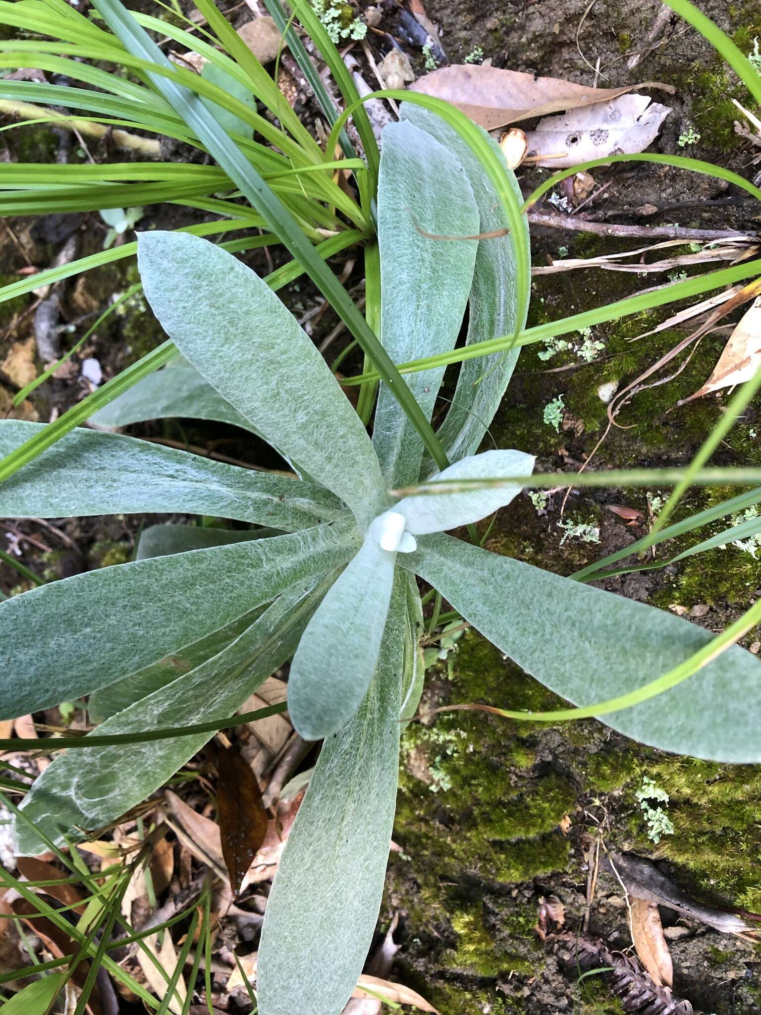 Plancia ëd Pseudognaphalium adnatum (DC.) Y. S. Chen