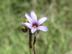 Image of Sisyrinchium platense I. M. Johnst.