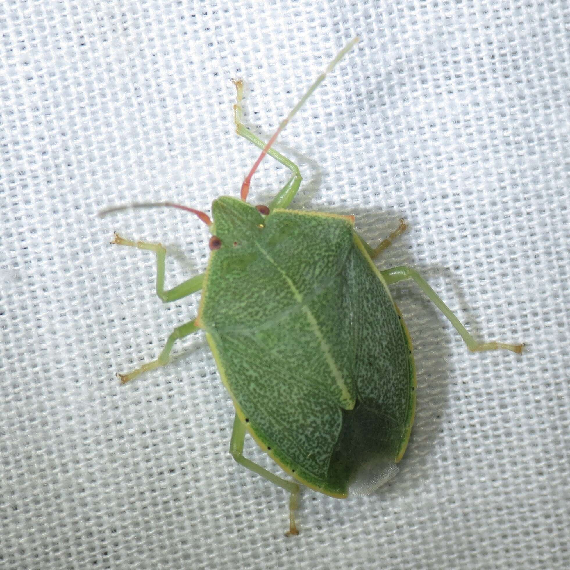 Image of Chlorocoris (Monochrocerus) hebetatus Distant 1890