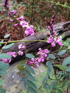 Image de Indigofera australis Willd.