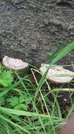 Image of Trametes gibbosa (Pers.) Fr. 1838